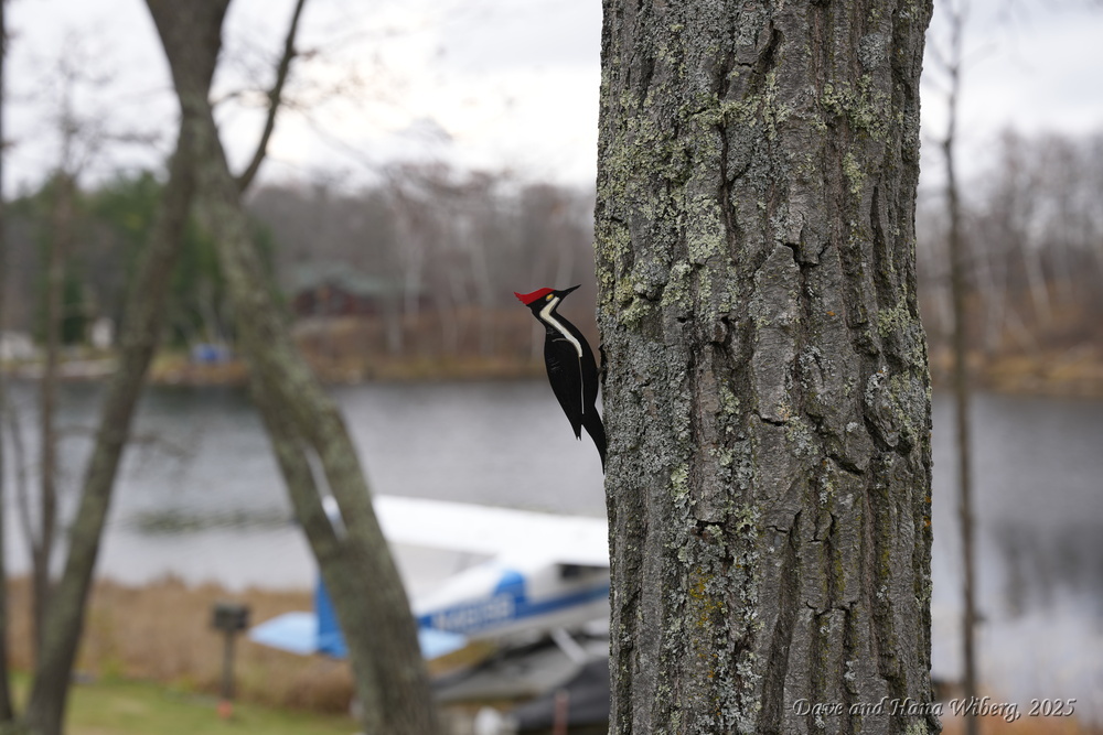 make sure JavaScript/ActiveX are enabled